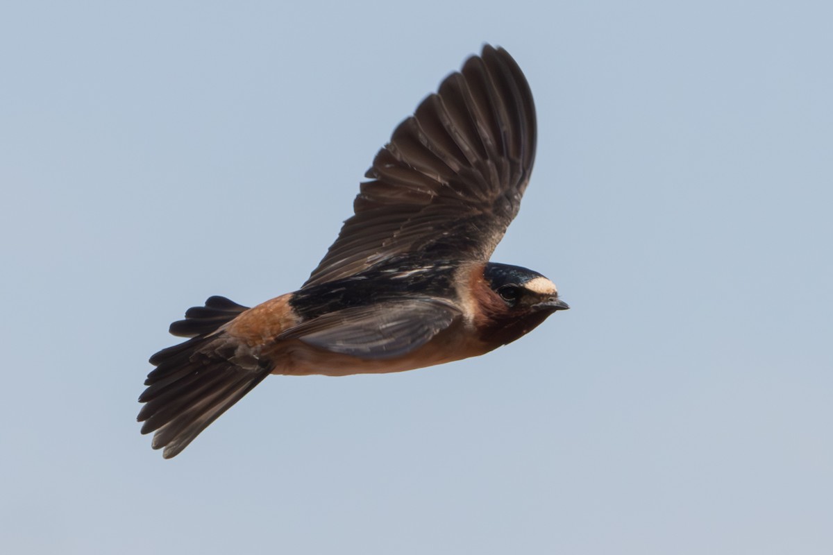 Cliff Swallow - ML619154843