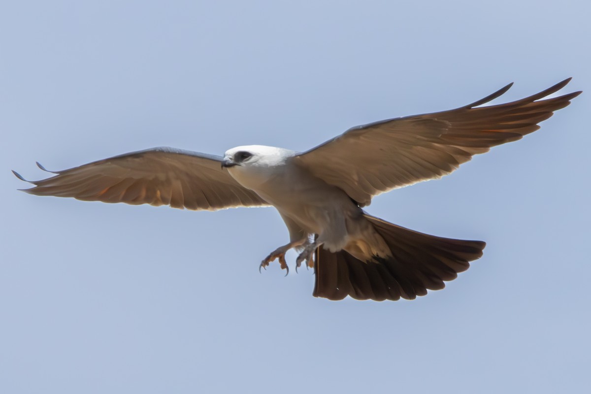 Mississippi Kite - Dylan Osterhaus