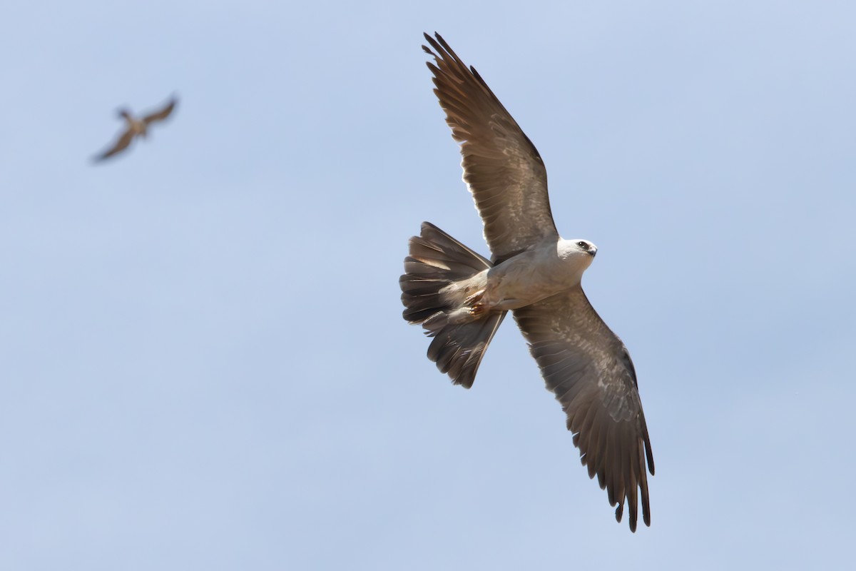 Mississippi Kite - Dylan Osterhaus