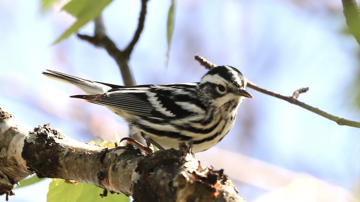 Black-and-white Warbler - Emily Gambone