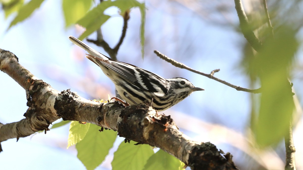 Black-and-white Warbler - Emily Gambone