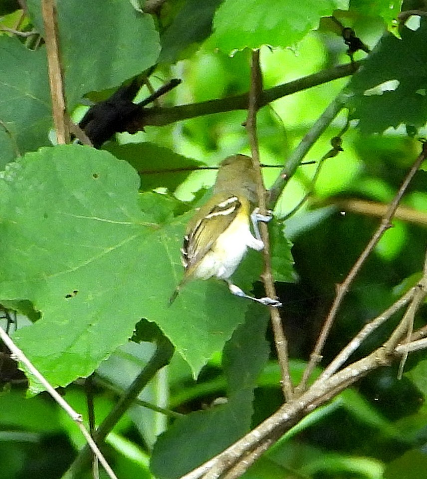 White-eyed Vireo - Jay Huner