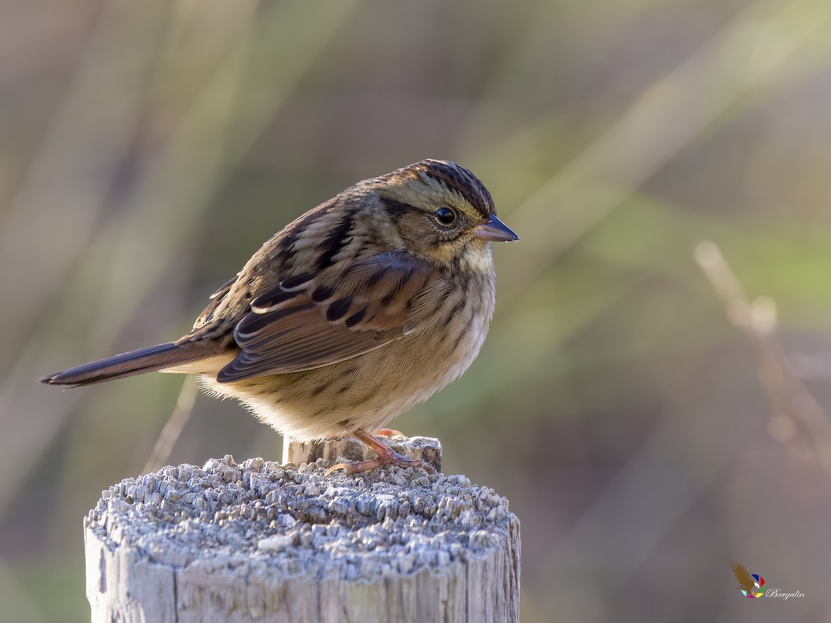 Swamp Sparrow - fernando Burgalin Sequeria