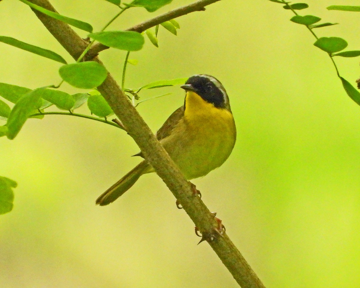 Common Yellowthroat - Aubrey Merrill