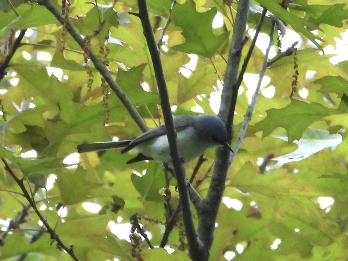 Blue-gray Gnatcatcher - Robin M