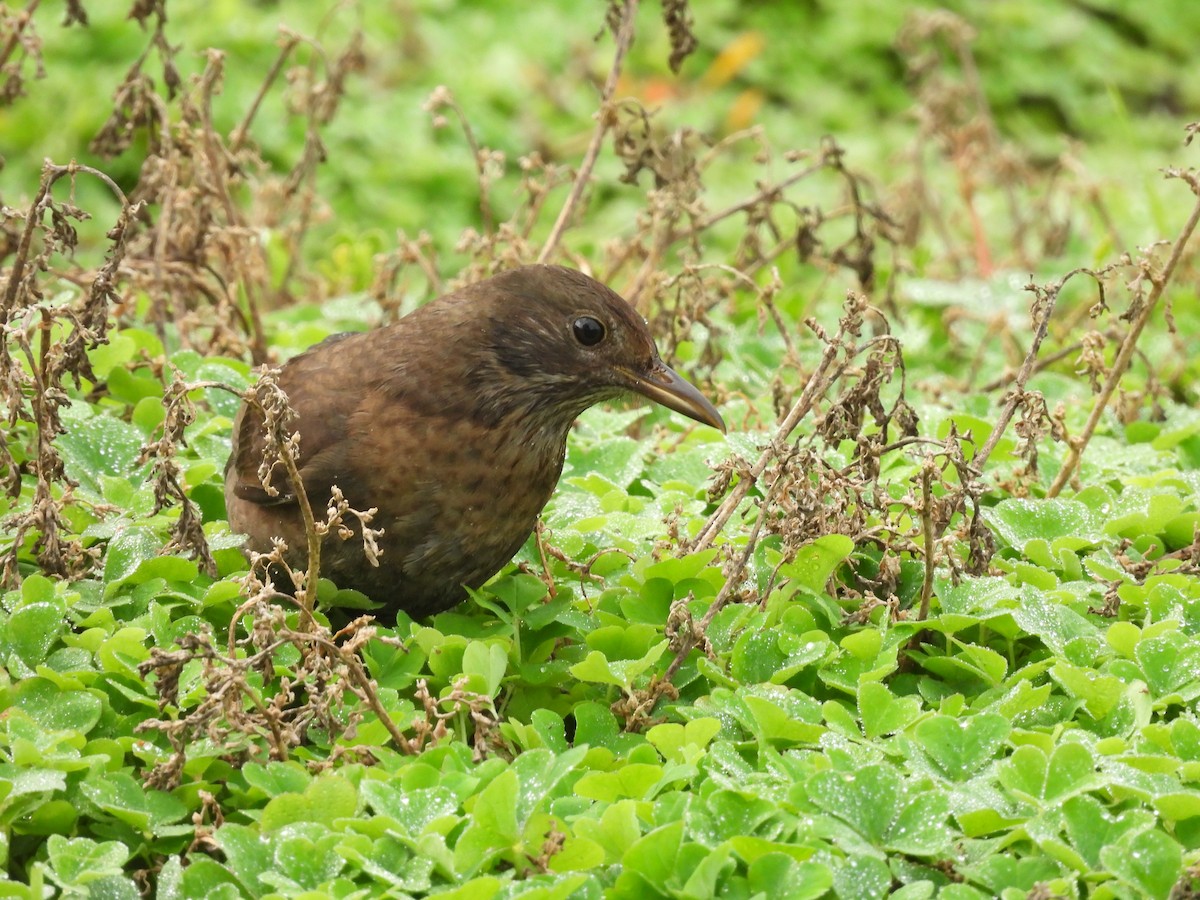 Eurasian Blackbird - ML619155003