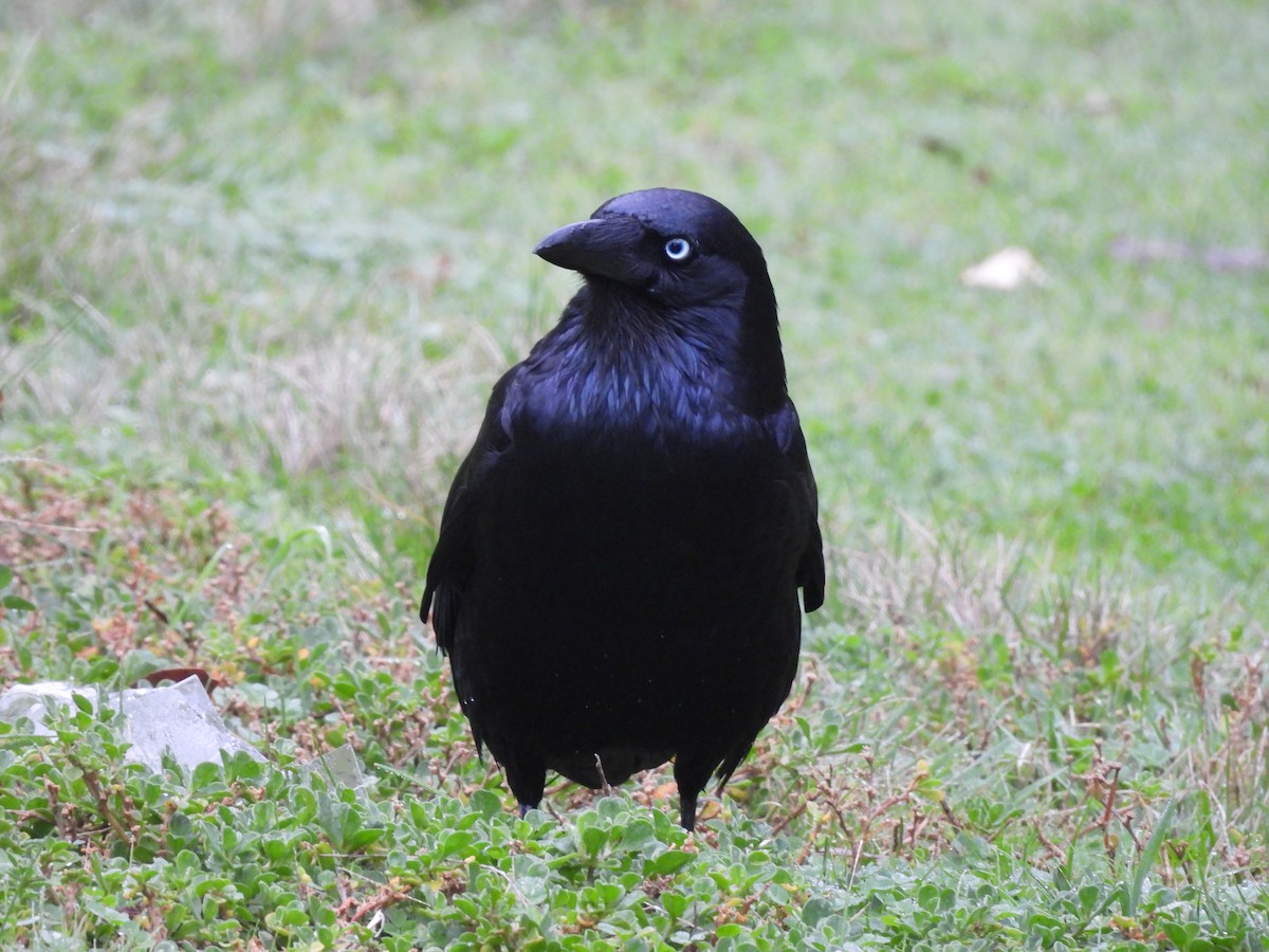 Little Raven - Chanith Wijeratne