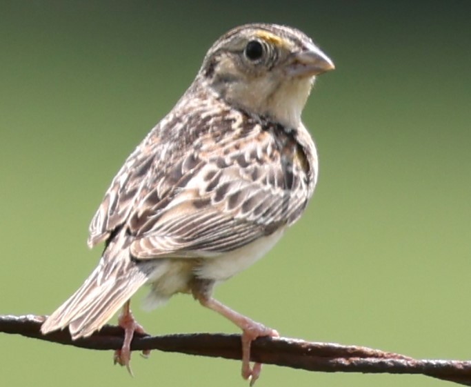 Grasshopper Sparrow - Connie yarbrough