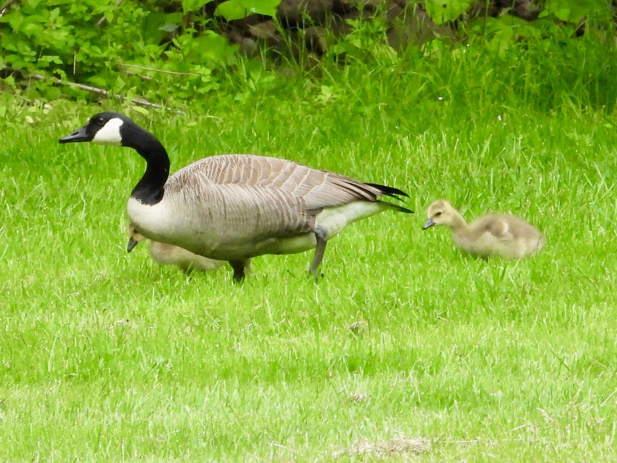 Canada Goose - ML619155044