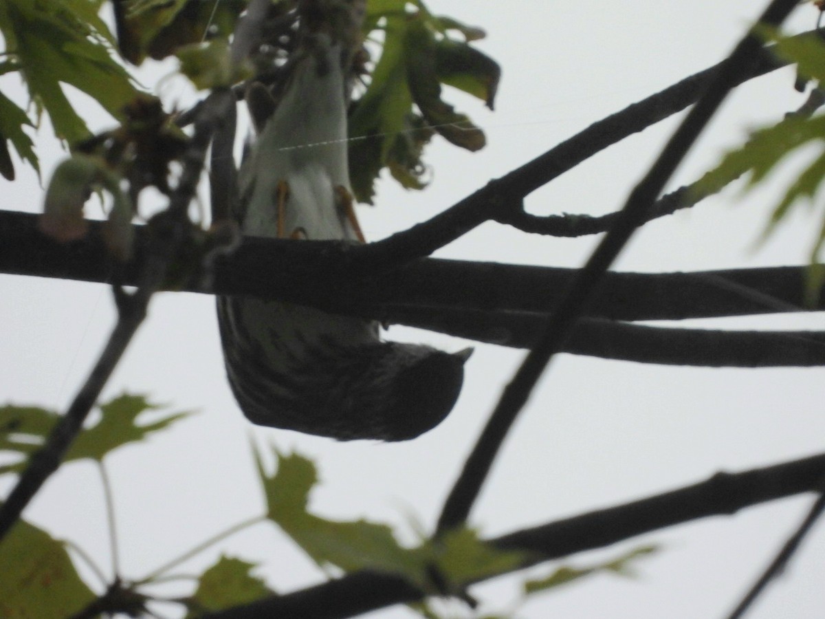 Blackpoll Warbler - Cliff Dekdebrun