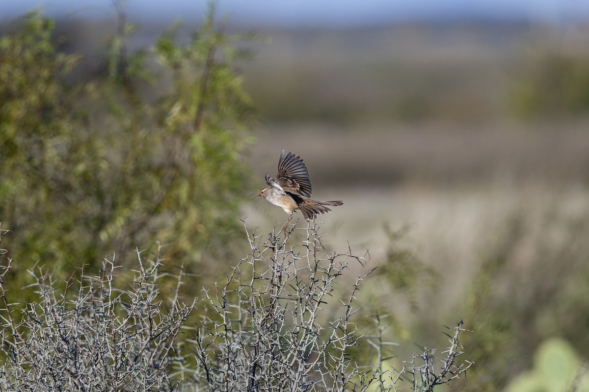 White-crowned Sparrow - ML619155055