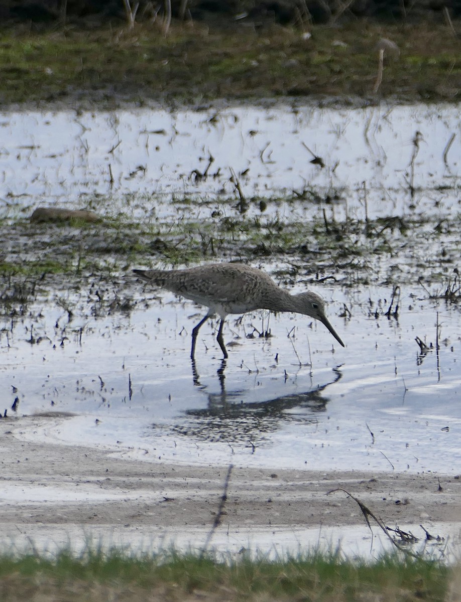 Willet - Jim St Laurent