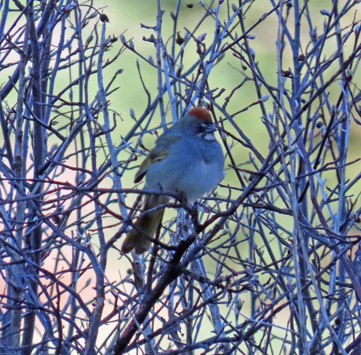 Green-tailed Towhee - JoAnn Potter Riggle 🦤