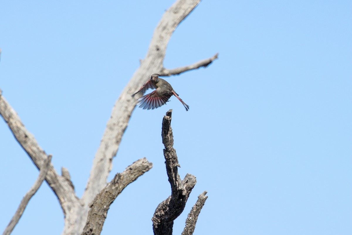 Pyrrhuloxia - Marshall Breedlove