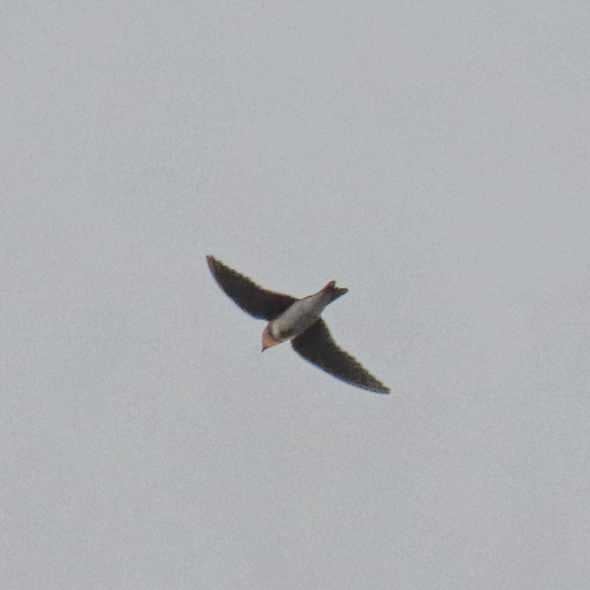 Southern Rough-winged Swallow - Israel Toloza Pérez