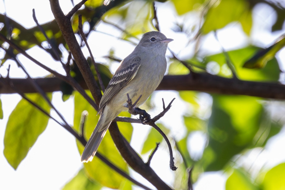 Yellow-bellied Elaenia - Fernando Calmon