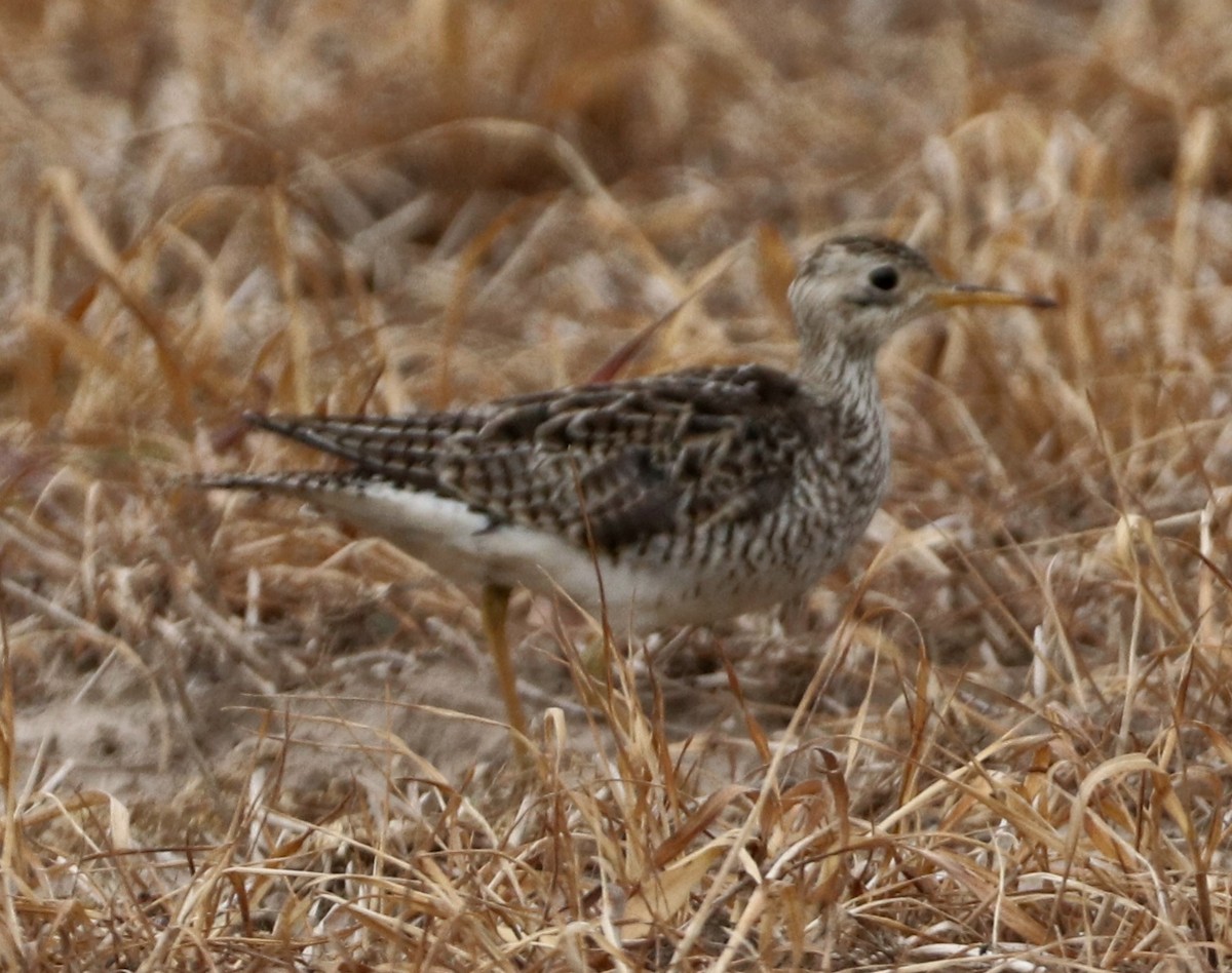 Upland Sandpiper - Cindy Lupin
