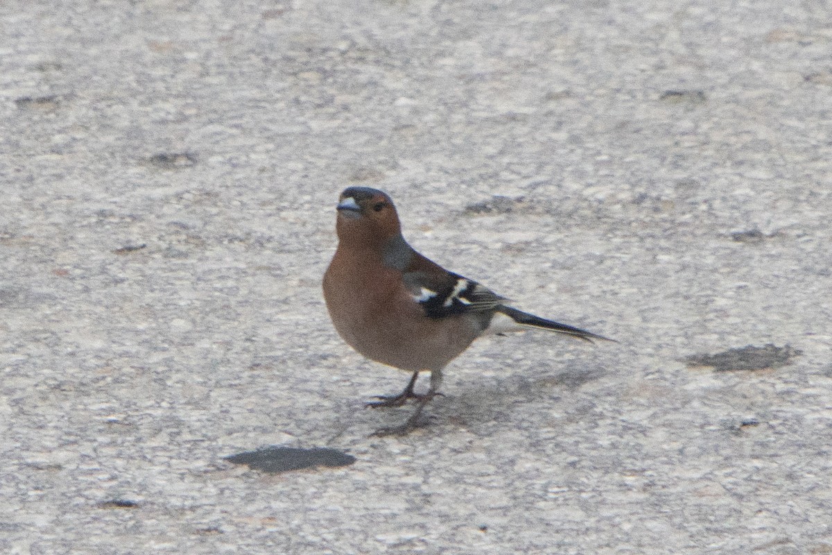 Common Chaffinch - Pat and Denise Feehan