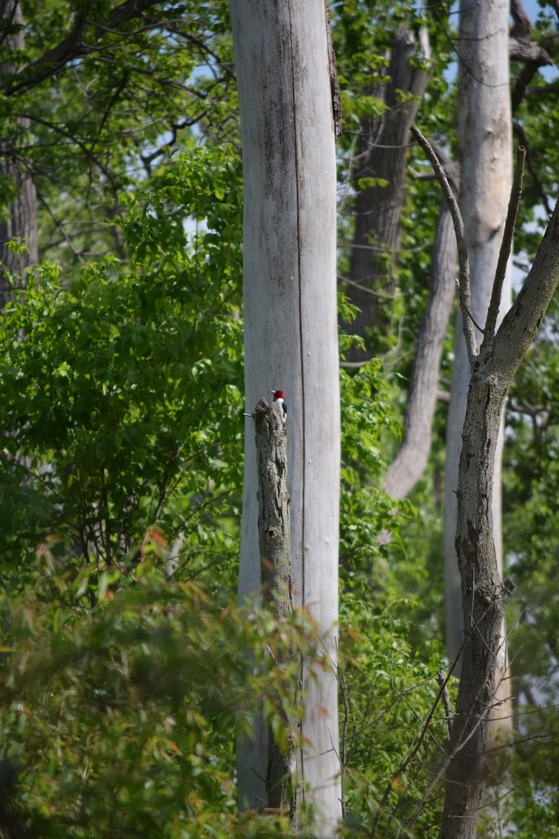 Red-headed Woodpecker - Javin Blake