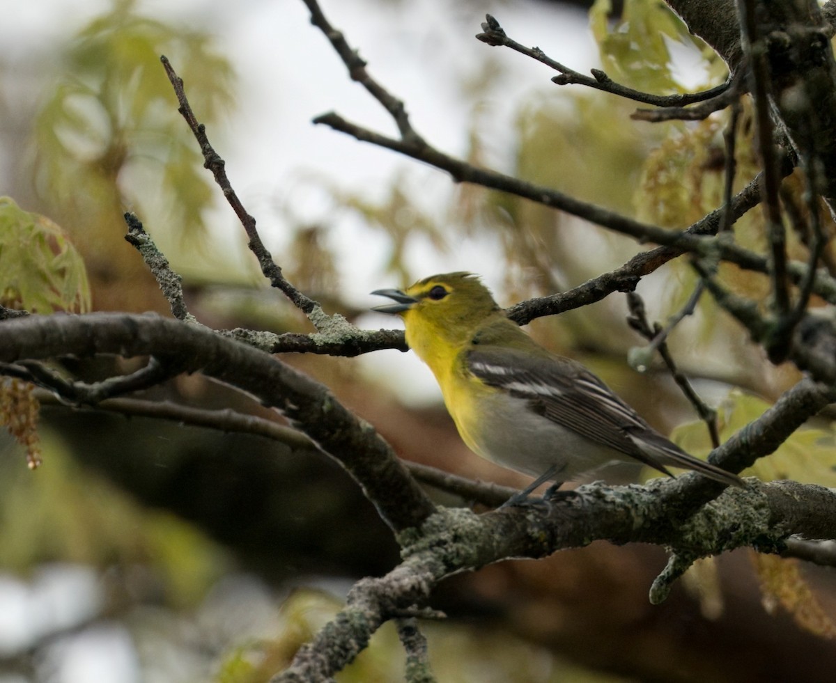 Yellow-throated Vireo - Felipe Lopez