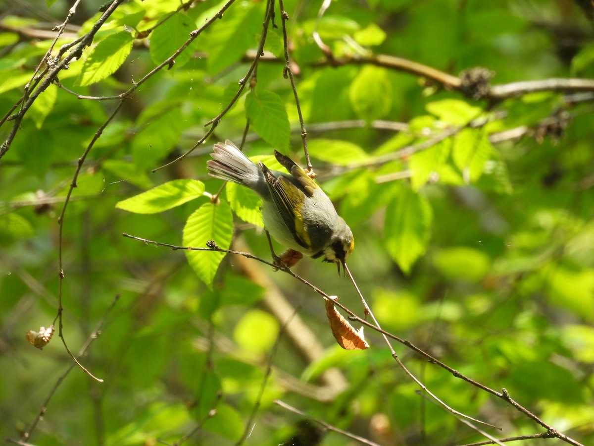 Golden-winged Warbler - Laura Theys