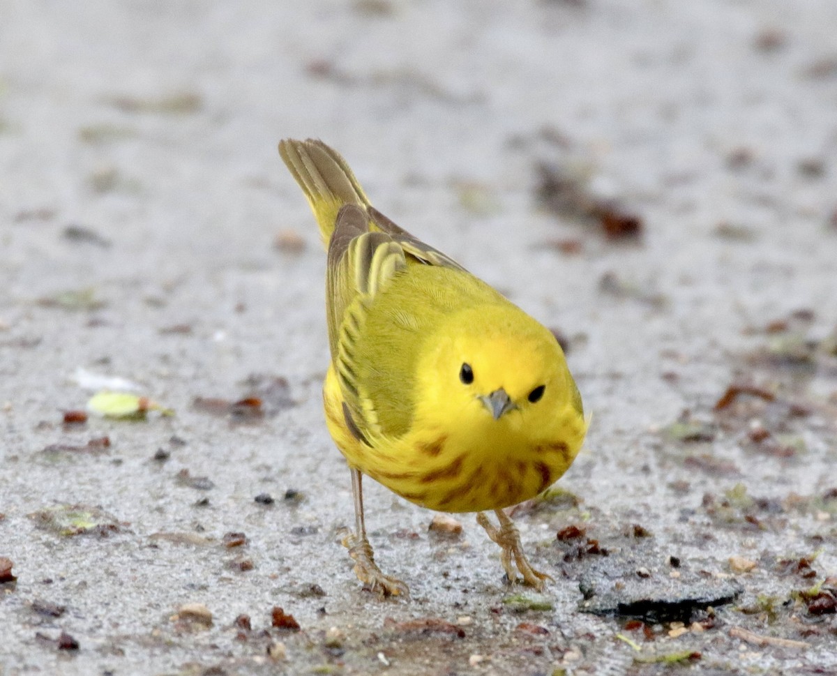 Yellow Warbler - Jay & Judy Anderson