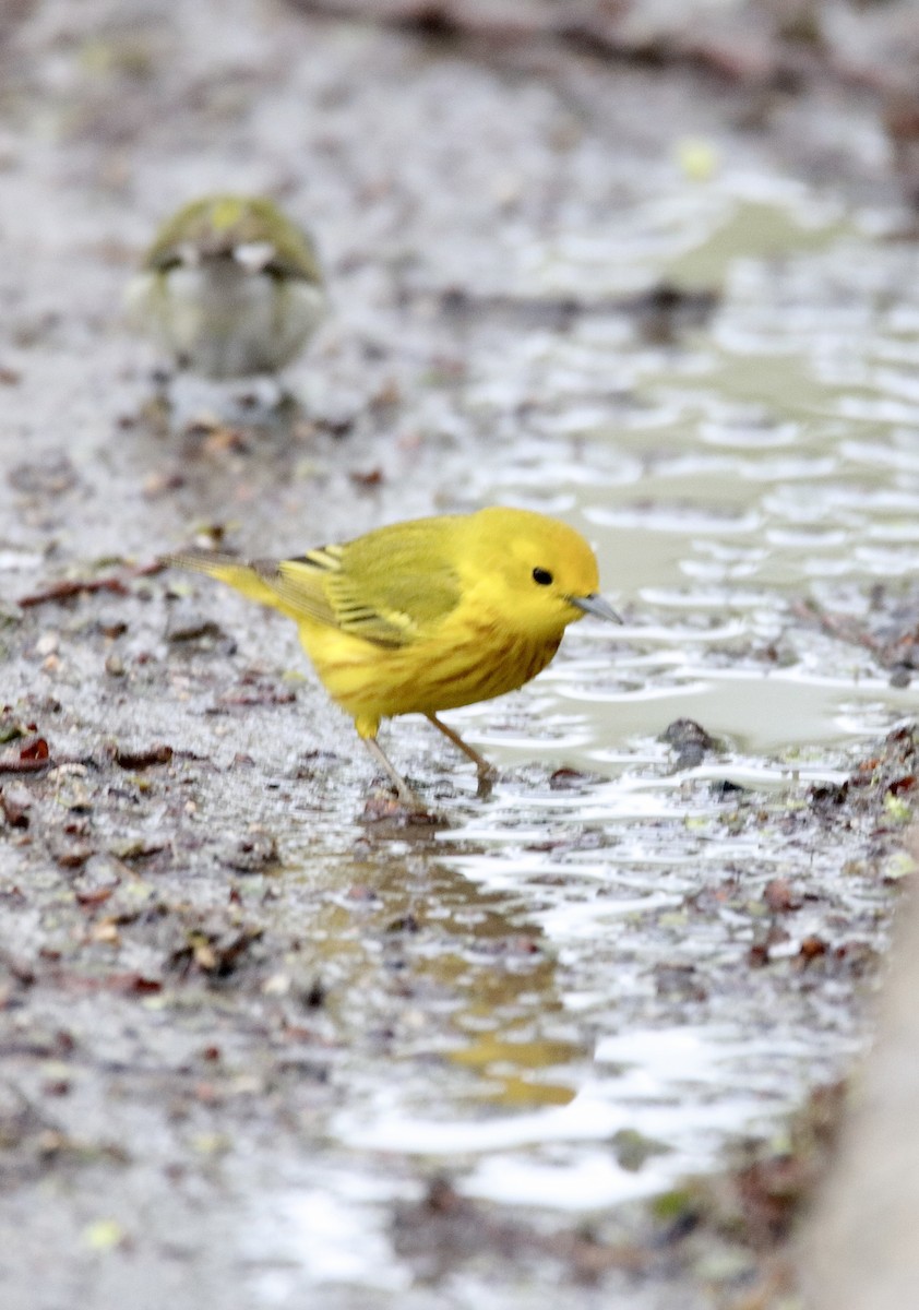 Yellow Warbler - Jay & Judy Anderson