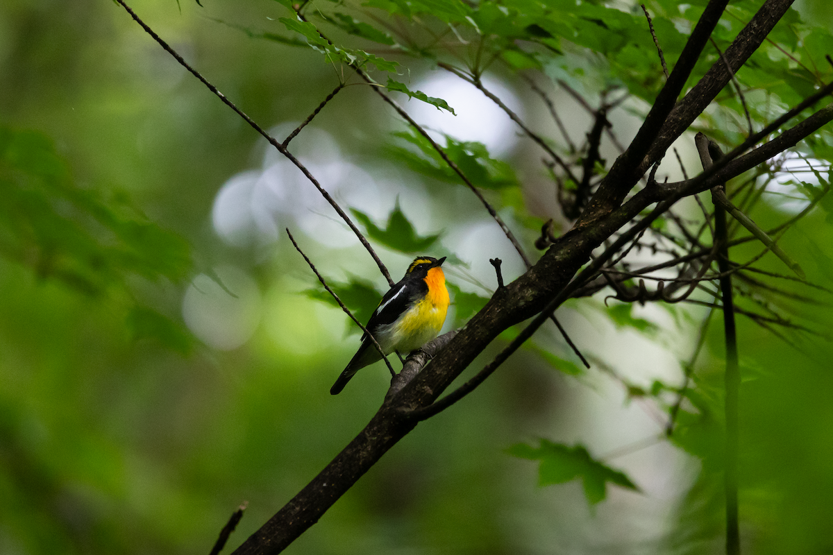 Narcissus Flycatcher - Han Tay