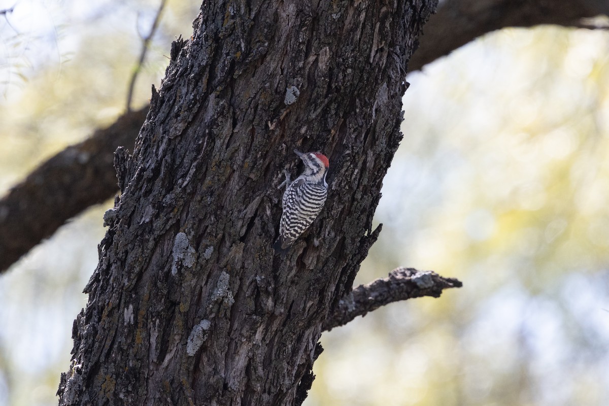 Ladder-backed Woodpecker - ML619155151