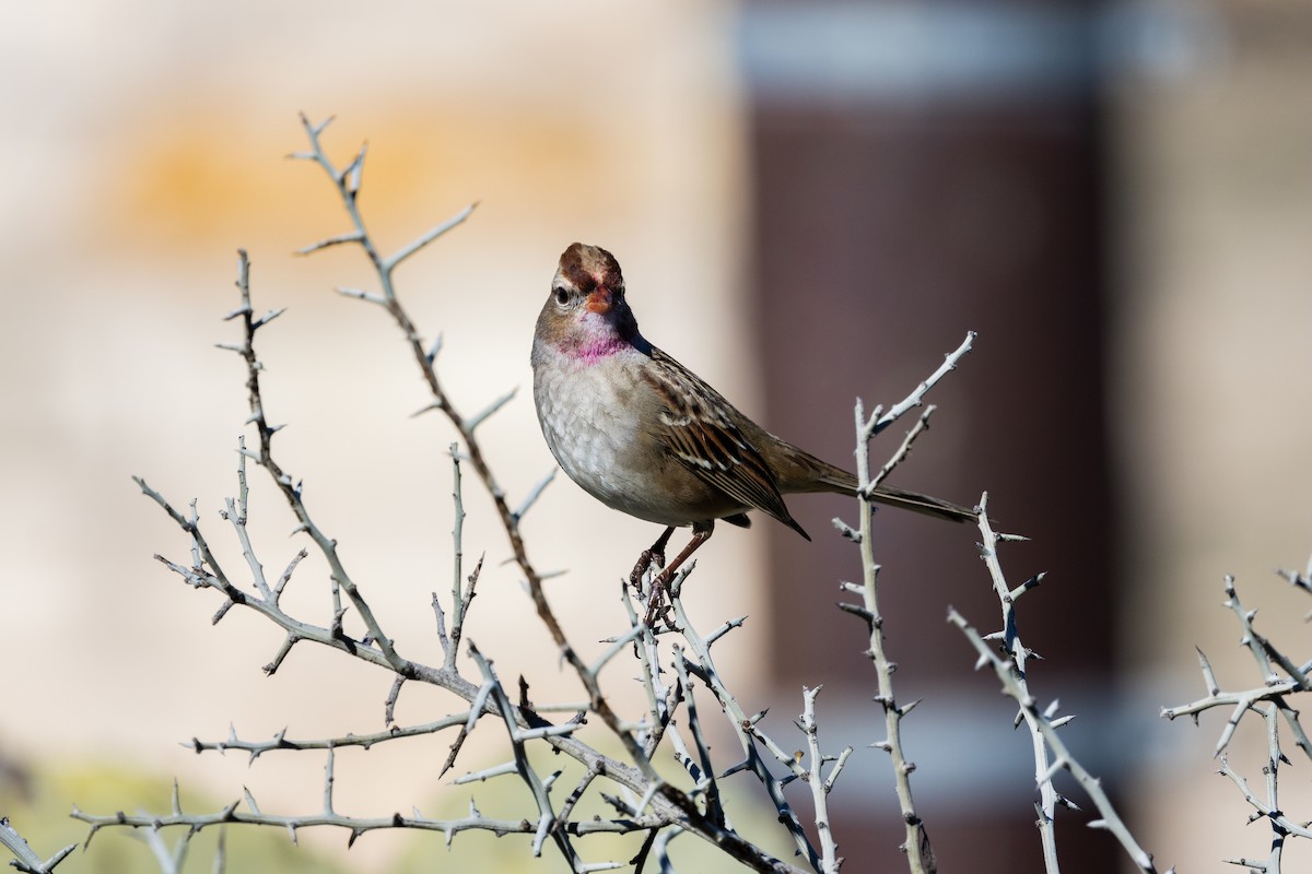 White-crowned Sparrow - ML619155160