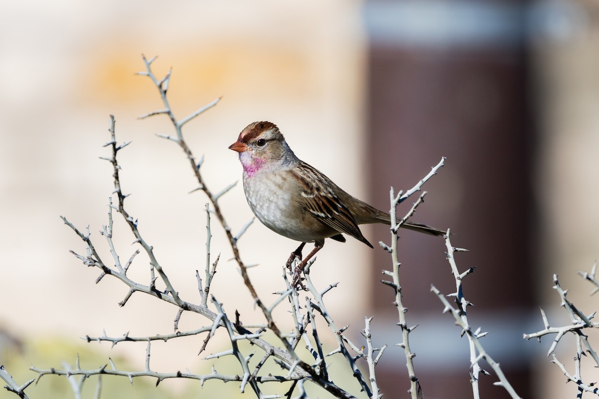 White-crowned Sparrow - ML619155161