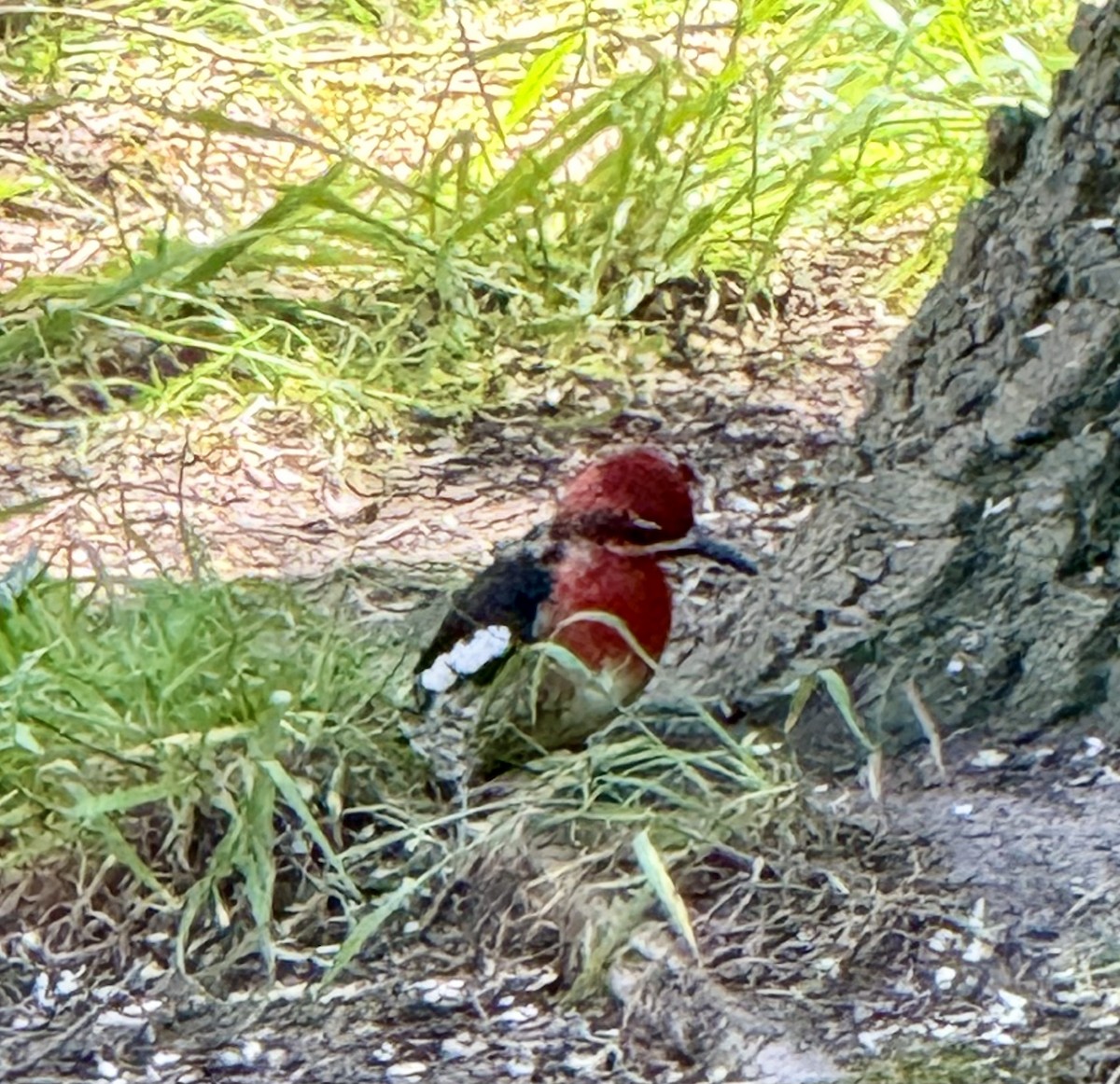 Pic à poitrine rouge - ML619155163