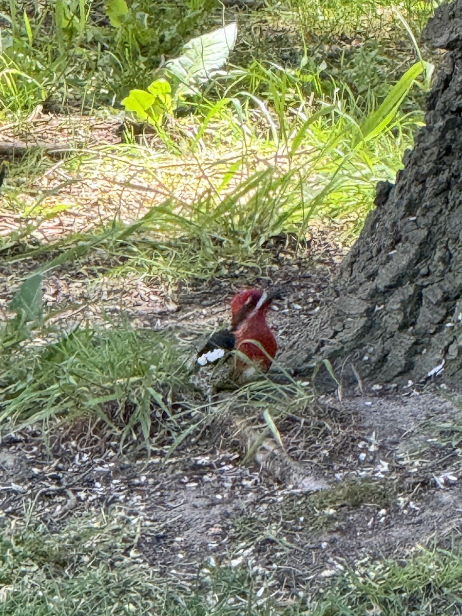 Red-breasted Sapsucker - ML619155164