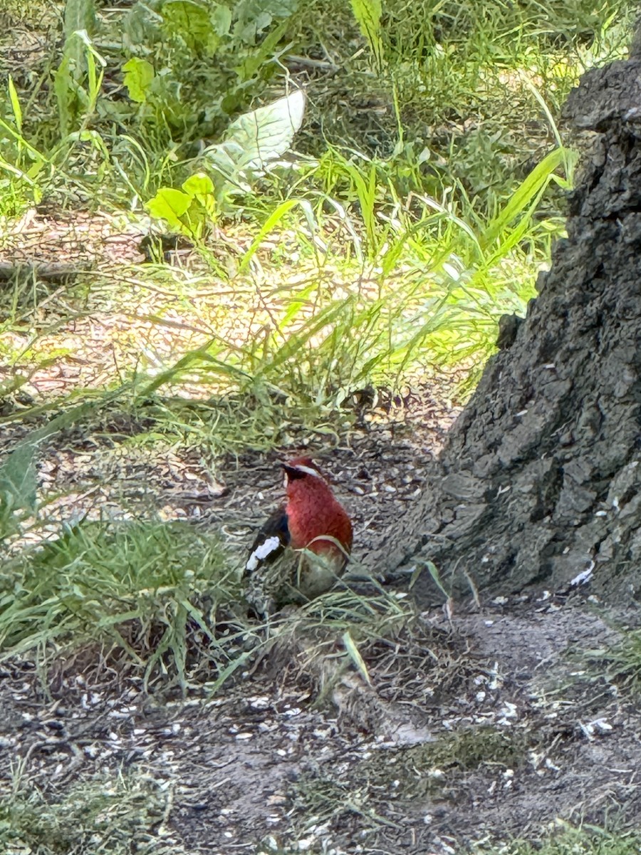 Pic à poitrine rouge - ML619155165