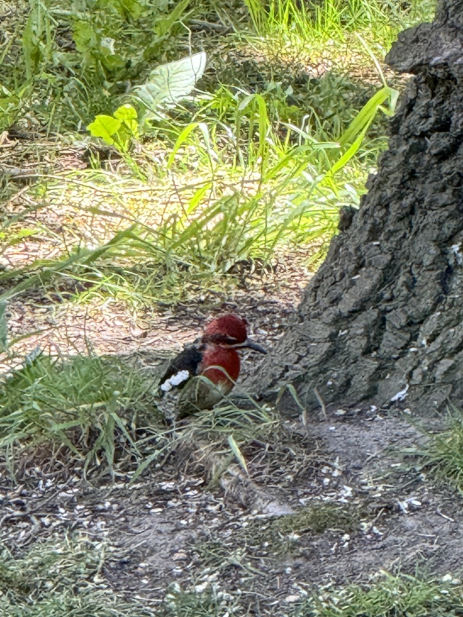 Red-breasted Sapsucker - ML619155166