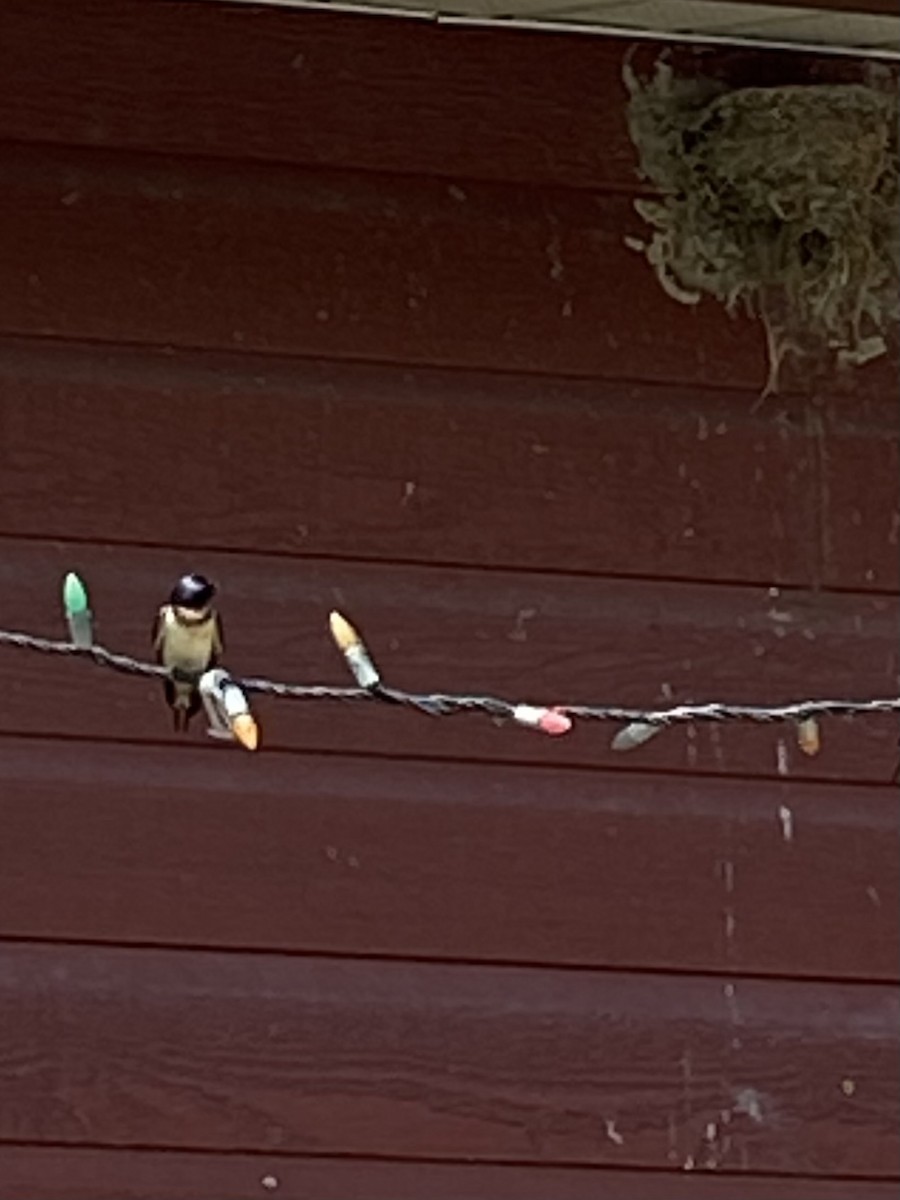 Barn Swallow - Jean-Raymond  Lepage