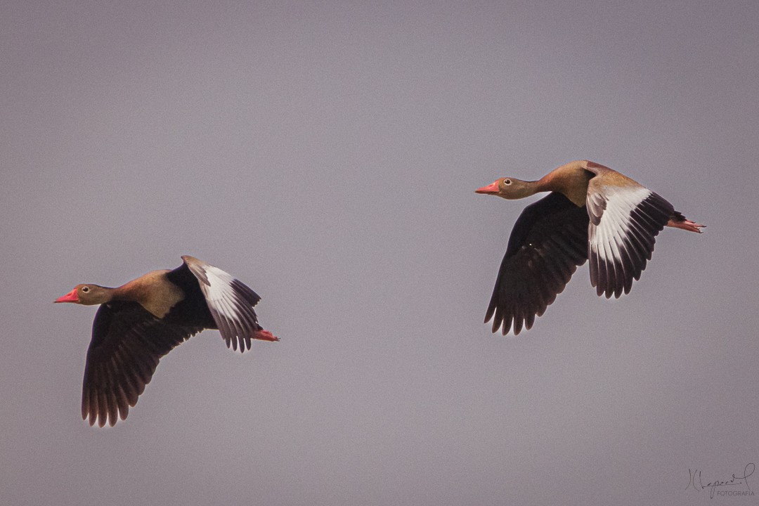 Black-bellied Whistling-Duck - ML619155171