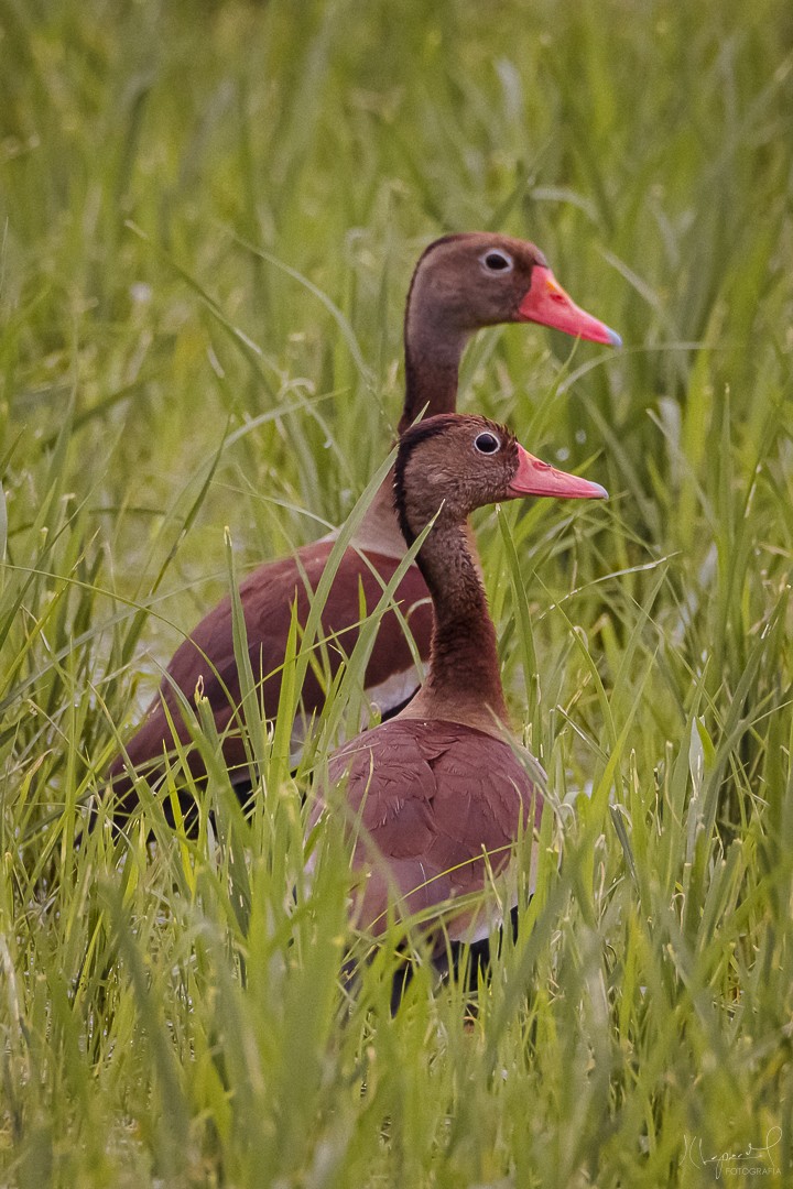 Black-bellied Whistling-Duck - ML619155173