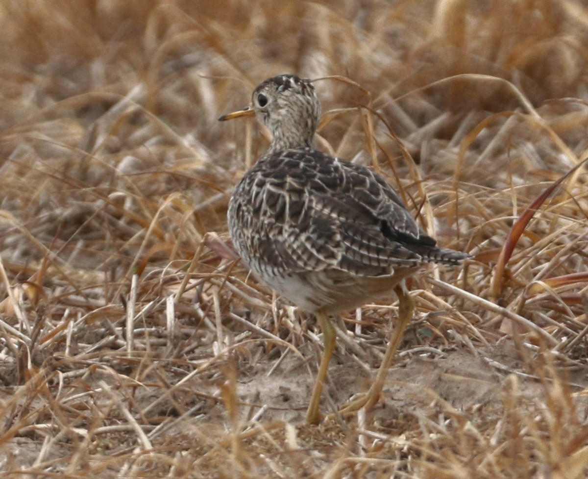 Upland Sandpiper - Cindy Lupin