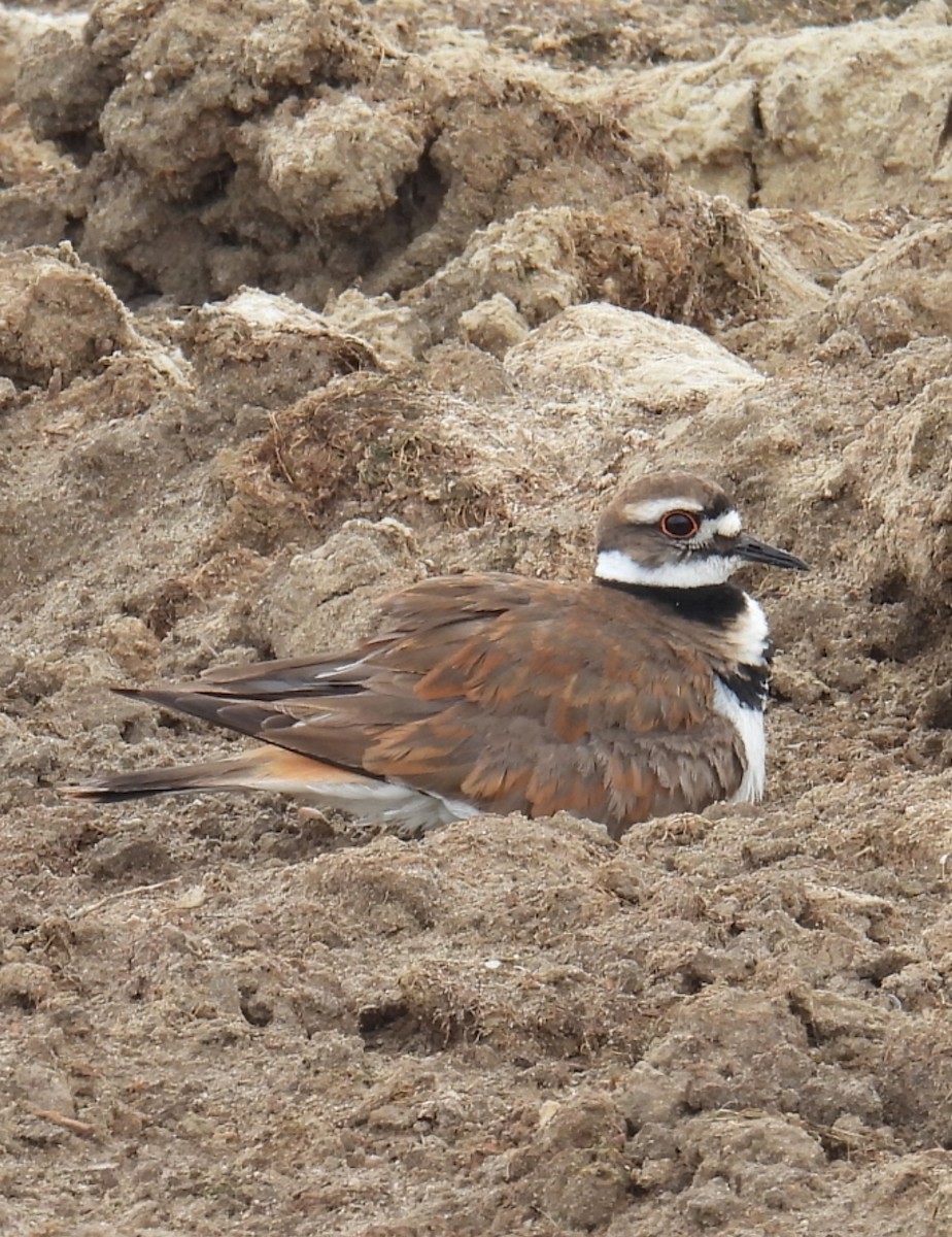 Killdeer - ML619155195