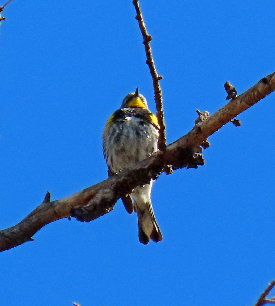 Yellow-rumped Warbler (Audubon's) - JoAnn Potter Riggle 🦤