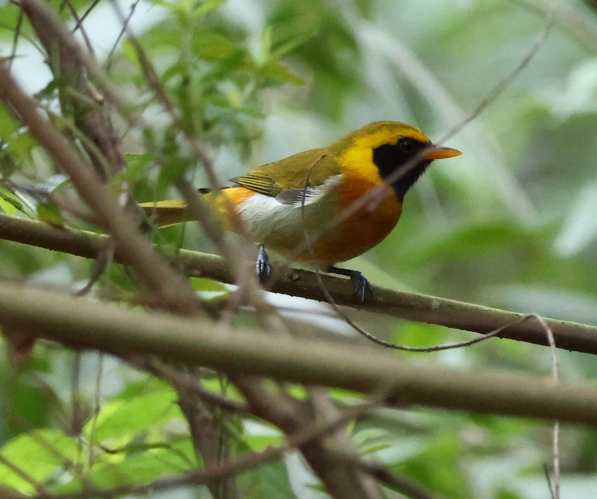 Guira Tanager - ML619155214