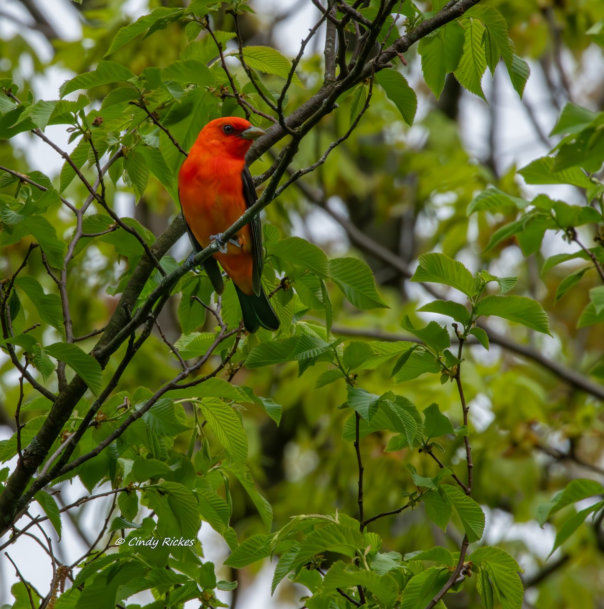 Scarlet Tanager - Cindy Rickes