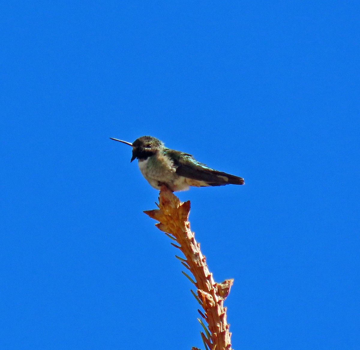 Broad-tailed Hummingbird - JoAnn Potter Riggle 🦤