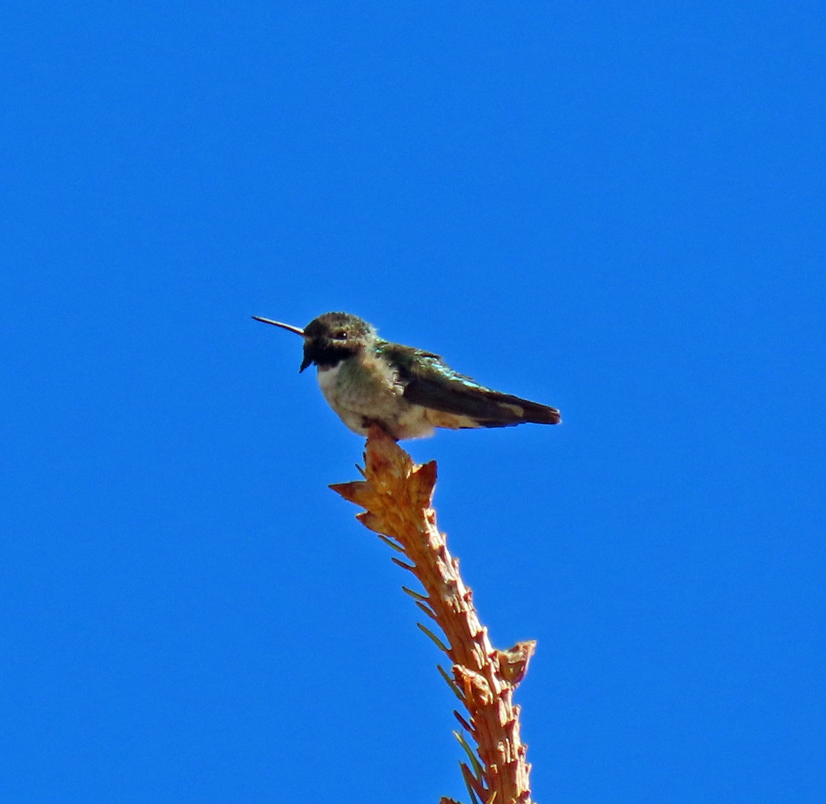 Colibrí Coliancho - ML619155247