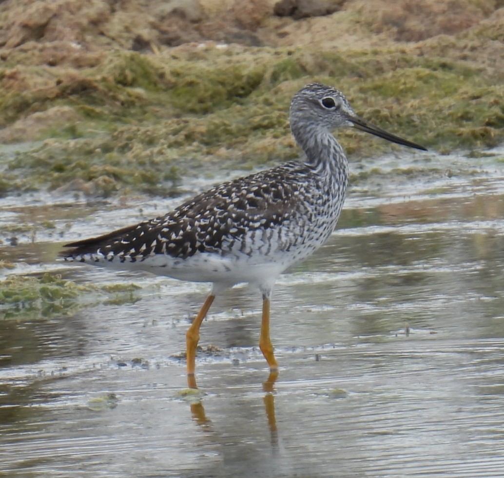 Greater Yellowlegs - ML619155256