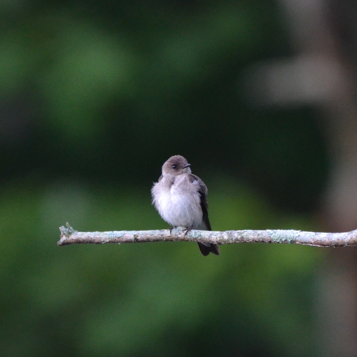 Northern Rough-winged Swallow - Elia Testu