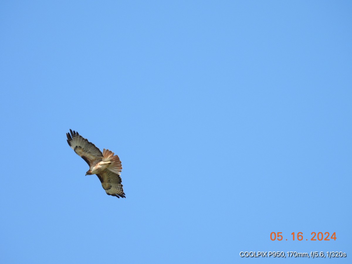 Red-tailed Hawk - ML619155262