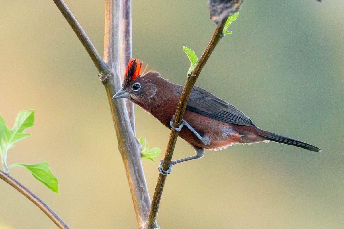 Red-crested Finch - Fernando Calmon