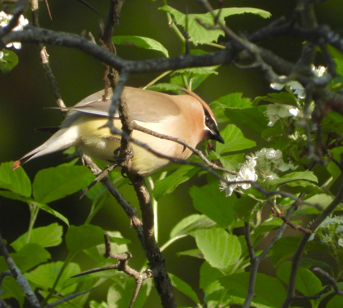 Cedar Waxwing - Nui Moreland